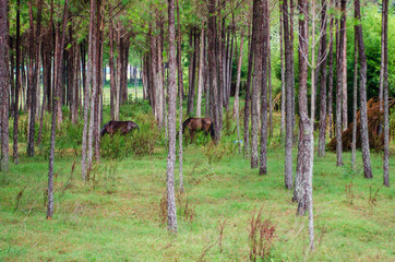 Bosque de caballos