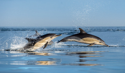 Dauphins dans l& 39 océan. Les dauphins nagent et sautent hors de l& 39 eau. Le dauphin commun à long bec. Nom scientifique : Delphinus capensis. Fausse Baie. Afrique du Sud.