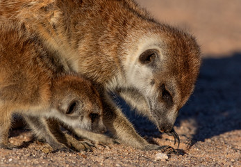Suricates in the kalahari, Kgalagadi