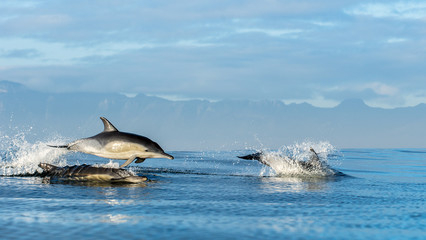 Fototapeta premium Dolphins in the ocean. Dolphins swim and jumping out of water. The Long-beaked common dolphin. Scientific name: Delphinus capensis. False Bay. South Africa.