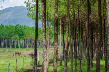 Fototapeta premium Bosque de caballos