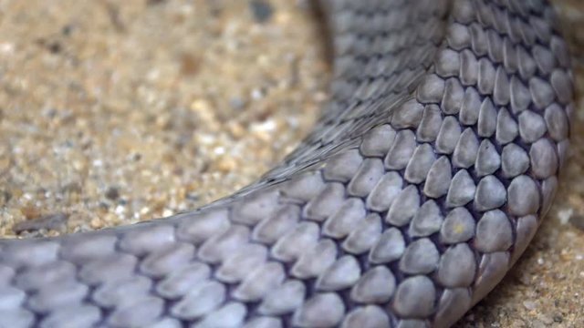 Cobra snack. close up.