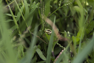 Tiny frog in grass