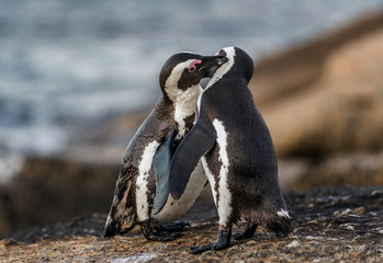 Obraz premium Kissing African penguins on the rock. African penguin, Scientific name: Spheniscus demersus, also known as the jackass penguin and black-footed penguin. On the rocks at Boulders Beach. South Africa.