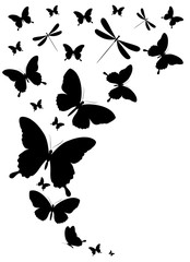 black butterfly, isolated on a white