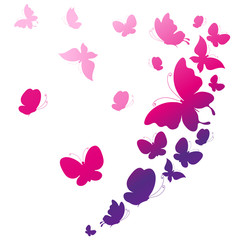 beautiful pink butterflies, isolated  on a white