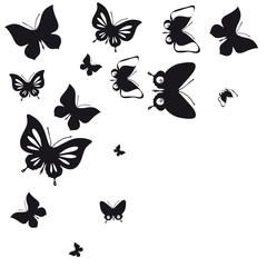 black butterfly, isolated on a white
