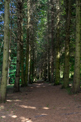 Walkway Lane Path With Green Trees in Forest. Beautiful Alley In Park Way Through Dark Forest