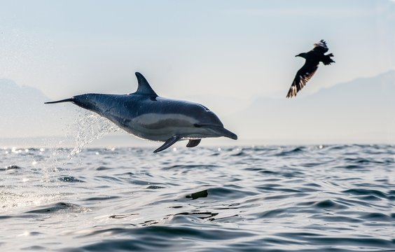 A dolphin and a bird. The dolphin jumps out of the water, a skua is flying by. The Long-beaked common dolphin. Scientific name: Delphinus capensis. False Bay. South Africa.