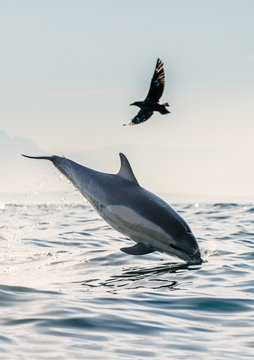A dolphin and a bird. The dolphin jumps out of the water, a skua is flying by. The Long-beaked common dolphin. Scientific name: Delphinus capensis. False Bay. South Africa.