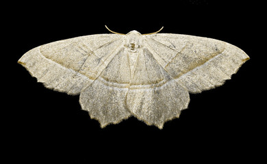 Swallow tailed moth in closeup isolated on black