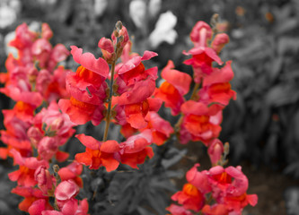 multi-colored flowers delphinium
