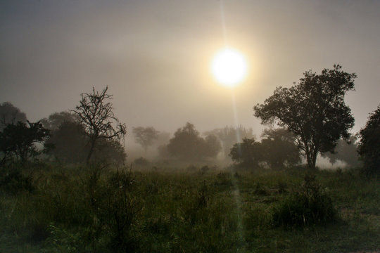 Silhouettes of trees and bushland in the sunrise mist at Lake Mburo National Park in Uganda, East Africa