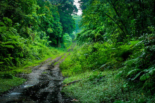 A muddy track winds through the lush, dense green jungle of Tanna Island in southern Vanuatu, in the South Pacific