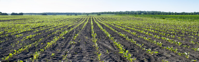 Fototapeta na wymiar field of sugar beet