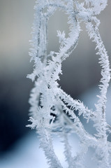 Frost on branches. Twig covered with hoarfrost,close up.Beautiful winter seasonal natural background.Winter landscape/Frozen tree branch.Winter Frost