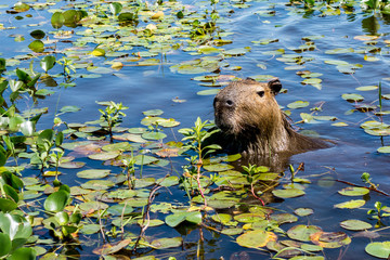 A capybara sticks its head up from the plant-covered waters of the Ibera Wetlands (Esteros del Ibera) near the village of Colonia Carlos Pellegrini in the Corrientes province of northern Argentina