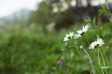 Beautiful flowers growing on green meadow in summer