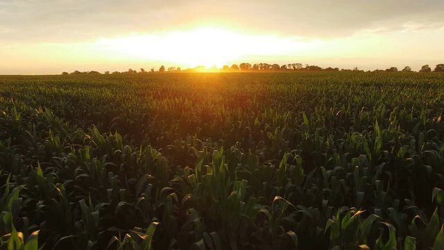 Flying over green corn field on huge sunset. 4K