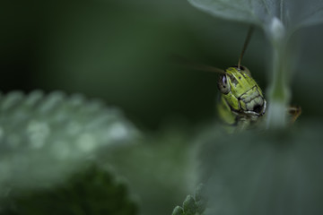 A red-legged grasshopper peaks out from catmint leaves.