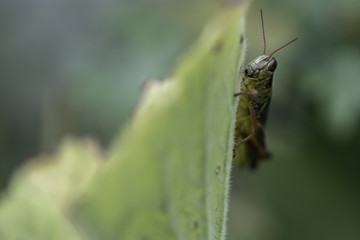A red-legged grasshopper clings to a leaf.