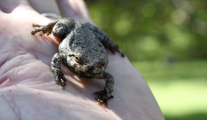 Toad on a hand