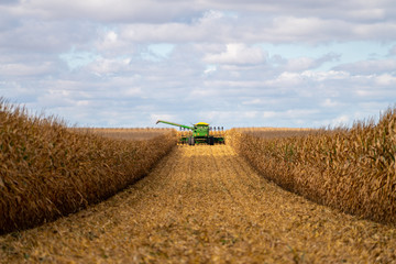 Green combine in corn field during harvest - obrazy, fototapety, plakaty