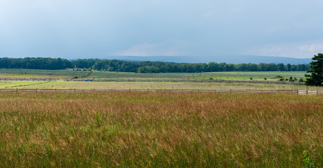 Green and Gold Field