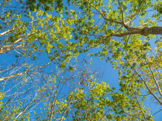 tree top from ant eye view