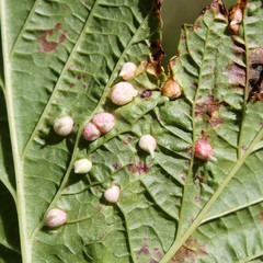 Gall of Dasineura ulmaria or Meadowsweet gall midge on leaf underside of Filipendula ulmaria or...