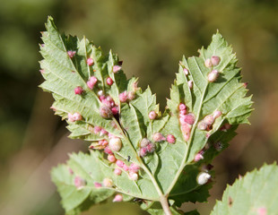 Gall of Dasineura ulmaria or Meadowsweet gall midge on leaf underside of Filipendula ulmaria or...