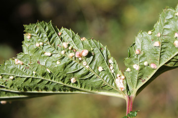 Gall of Dasineura ulmaria or Meadowsweet gall midge on leaf underside of Filipendula ulmaria or Meadowsweet