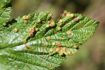 Gall of Dasineura ulmaria or Meadowsweet gall midge on leaf upper side of Filipendula ulmaria or Meadowsweet