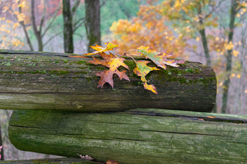 Obraz premium Colorful autumn leaves on a log fence on a rainy day