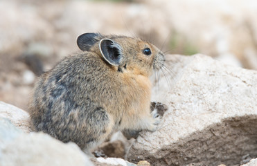 Pika