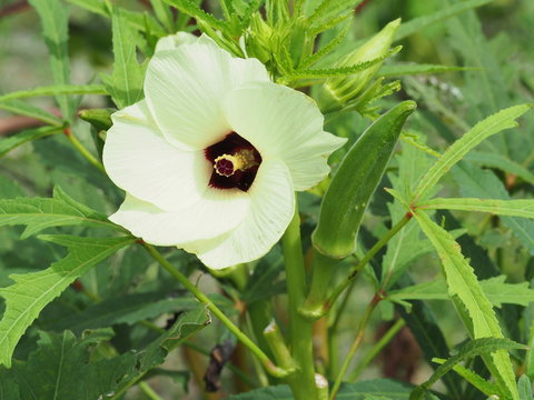 オクラの花と実