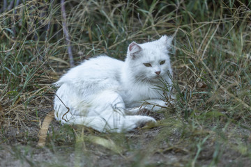 Naklejka na ściany i meble White cat on garden in home