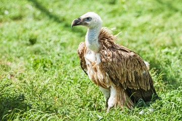 Griffon Vulture
