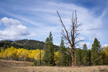 Obraz premium Large Pine Snag at Edge of Clearing