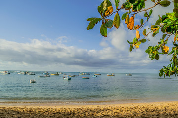mar e natureza em praia do forte, litoral norte da Bahia, Brasil