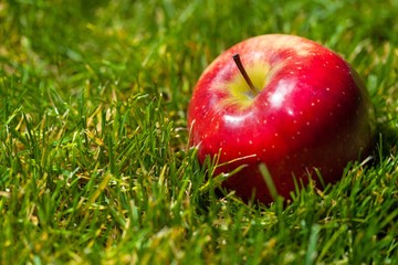 Red Aplle on Green Grass