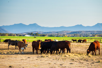 Cattle and Paddock