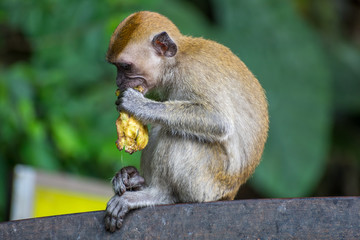 young monkey eating