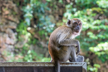 young monkey portrait