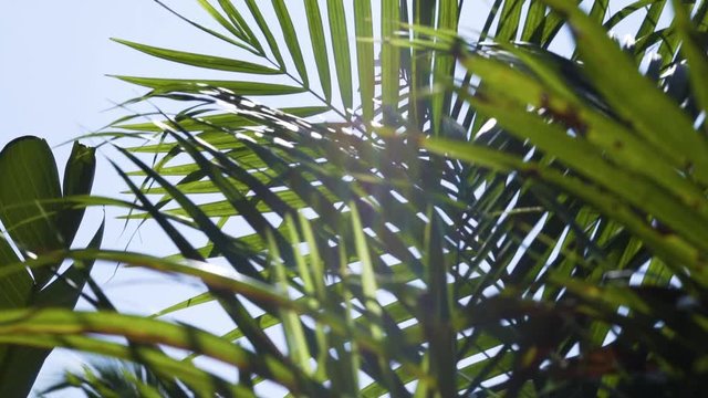 Green jungle plants with lens flare in slow motion.