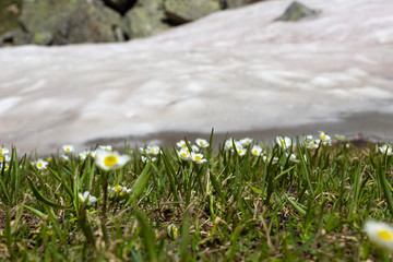 Alpine flower Ranunculus pyrenaeus (Pyrenean buttercup) in alpine meadow  just thawed with snow in the background. Selective focus and low perspective.