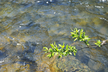 枝　葉　川　素材
