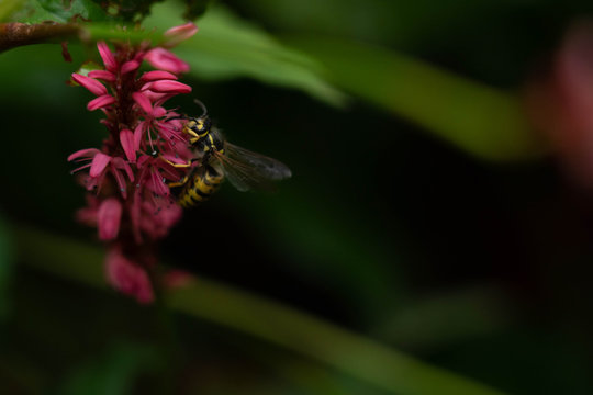 Wasp foraging on red flower