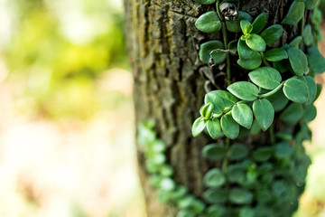 Psychotria serpens/Beautiful vine plants/Fresh and dreamy background