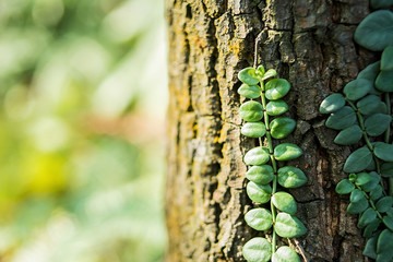 Psychotria serpens/Beautiful vine plants/Fresh and dreamy background